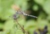 Orthetrum albistylum